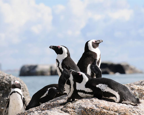 African Penguin