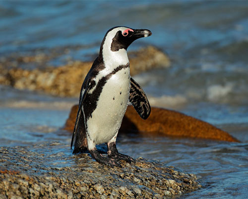 African Penguin