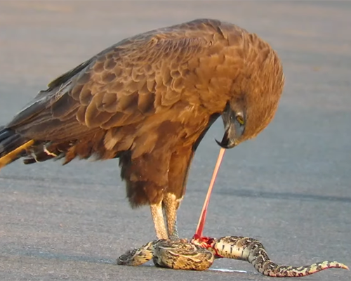 Brown snake eagle
