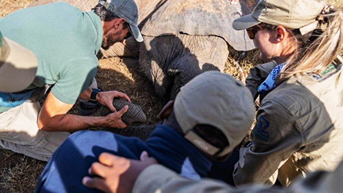 Addo Elephant National Park elephant relocation