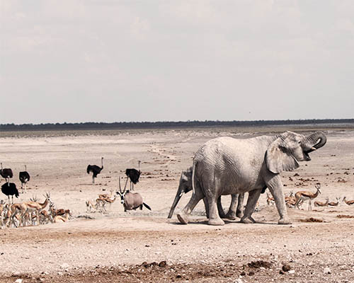 Etosha Namibia’s premier safari destination, home to abundant wildlife, salt pans, and unforgettable game viewing