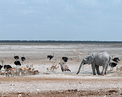 Etosha Namibia’s premier safari destination, home to abundant wildlife, salt pans, and unforgettable game viewing