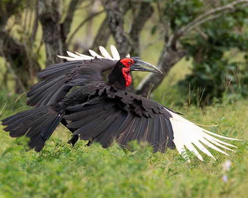 Southern Ground Hornbill
