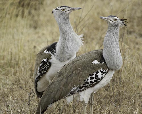 Kori Bustard
