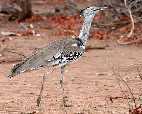 Kori Bustard