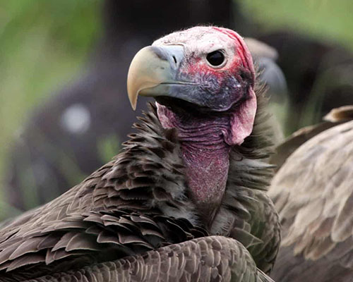 Lappet-faced Vulture