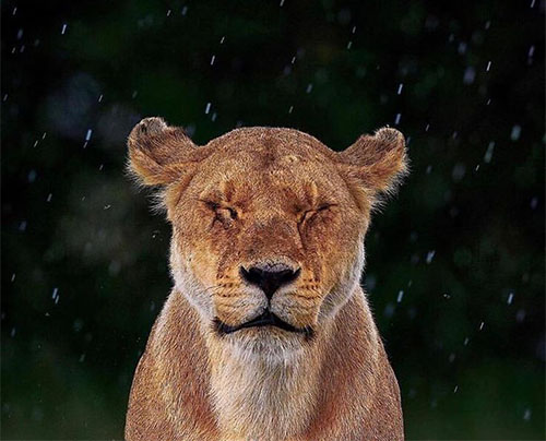 Wild animals and the rain