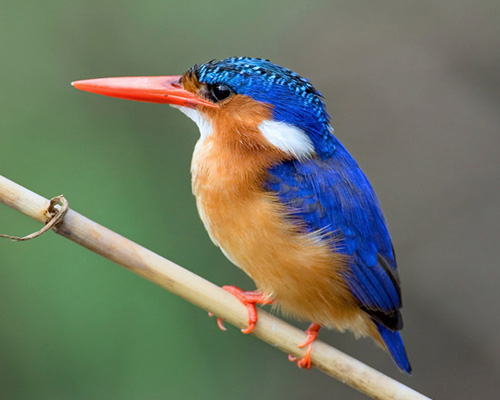 Malachite Kingfisher in the Kruger Park