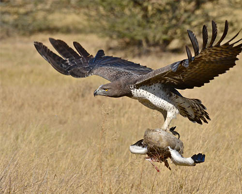 Martial Eagle