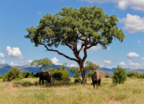 Marula tree in the greater kruger nationa park