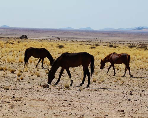 Klein-Aus, a peaceful desert village offering scenic trails, rich history, and a gateway to Namibia’s wild horse country