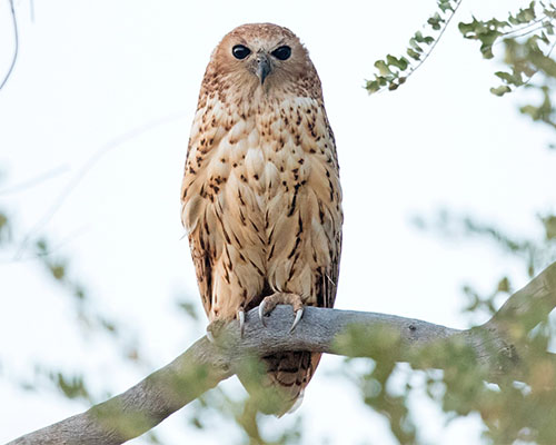 Pel's Fishing Owl