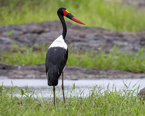 Saddle-billed Stork
