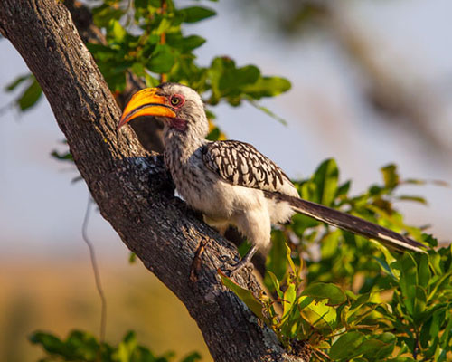 Yellow-billed Hornbill in Kruger National Park