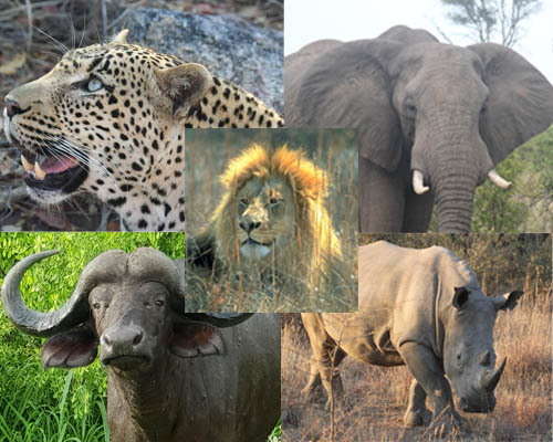 The Big Five