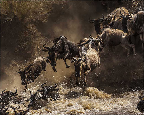 The Great Wildebeest Migration SAfari Spectacle