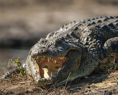 Nile Crocodile