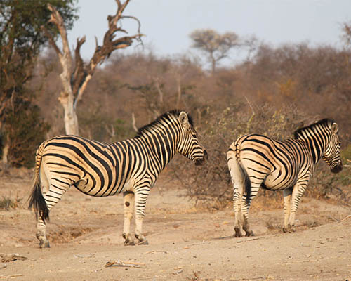 Burchells Zebra