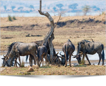 Pilanesberg National Park Wildlife Safaris