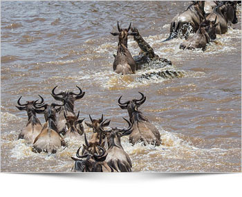 The Great Wildebeest Migration SAfari spectacle