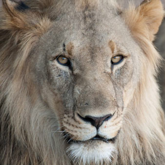 The Africa lion The Africa lion