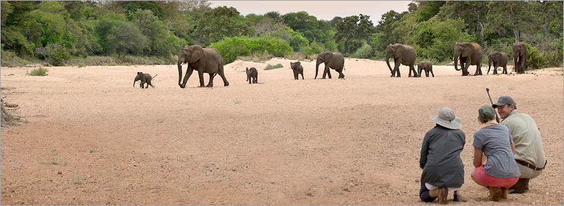Tanda Tula Field Camp safari accommodation