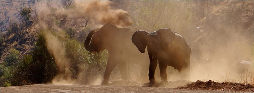 One Day Pilanesberg Big5 SAfari - the best one day tour from Joburg