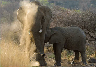 Pilanesberg overnight safari experience with Go SAfari