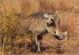 Pilanesberg overnight safari experience with Go SAfari