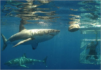 Experience the splendor of Cape Town to the fullest