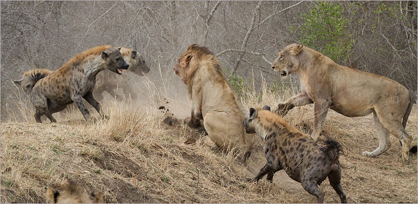The diversity of the wildlife in the Kruger Park is unmatched