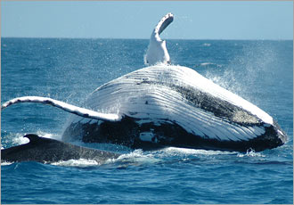 Experience the splendor of Cape Town to the fullest