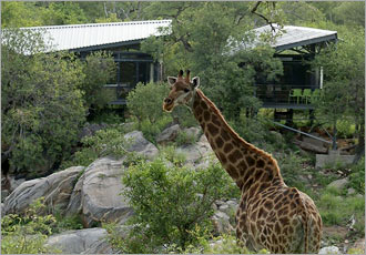 See giraffe and other interesting animals