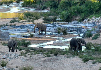 Seeking out the elephants at the river crossing