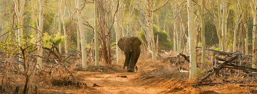 Pafuri Luxury Tented Camp