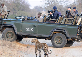 Game drives reveal some scarce cats - the leopard