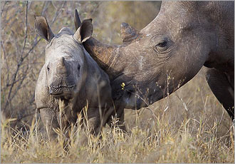Rhino - Gameviewing at Simbavati River Lodge
