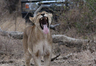 Mohlabetsi Safari Lodge big five game viewing experience