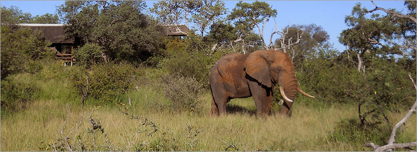 Watching a bull elephant - a gentle giant - going about his daily feeding