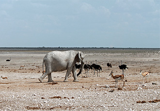 Namibia flying safari